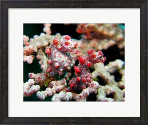 Framed Pygmy Seahorses Print