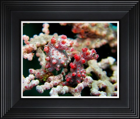 Framed Pygmy Seahorses Print