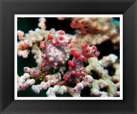 Framed Pygmy Seahorses Print