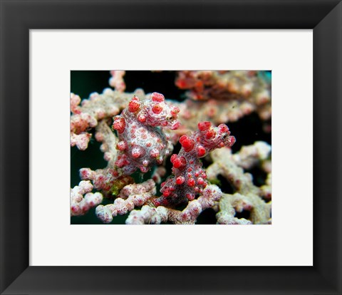 Framed Pygmy Seahorses Print