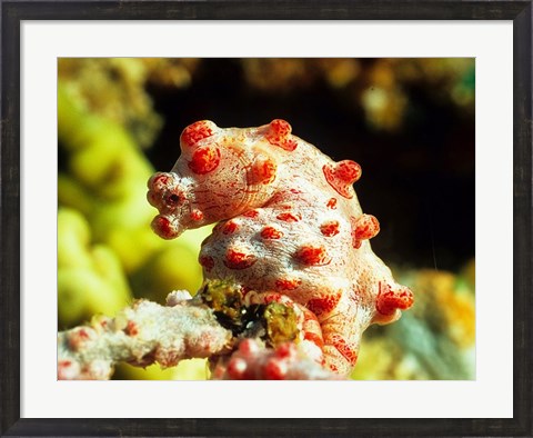 Framed Pygmy Seahorse Print