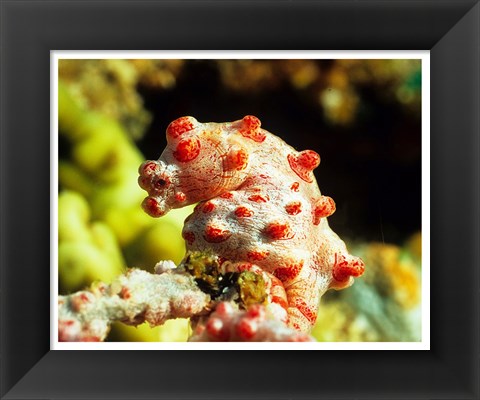 Framed Pygmy Seahorse Print