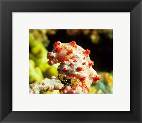 Framed Pygmy Seahorse Print