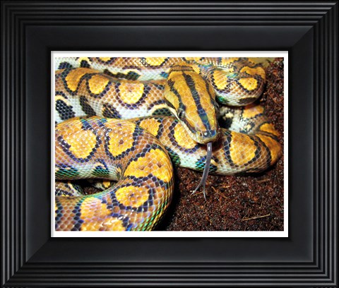 Framed Rainbow Boa Print