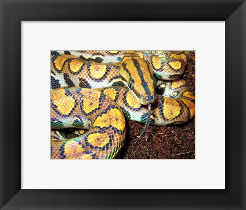 Framed Rainbow Boa Print