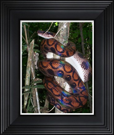 Framed Rainbow Boa Print