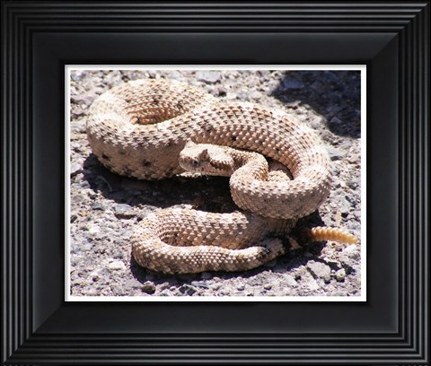 Framed Rattlesnake Print