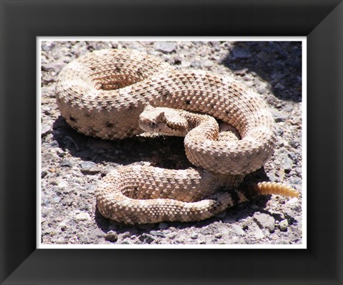 Framed Rattlesnake Print