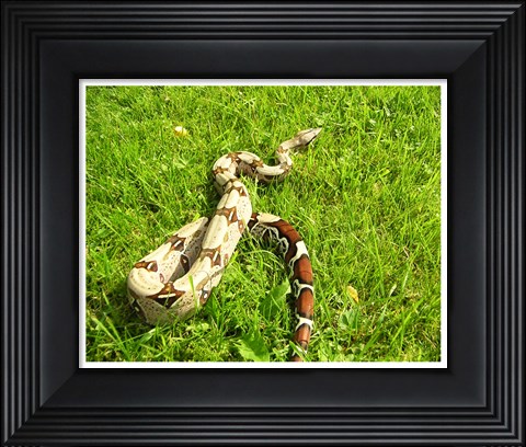 Framed Red Tail Boa Constrictor Print