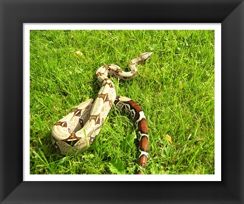 Framed Red Tail Boa Constrictor Print