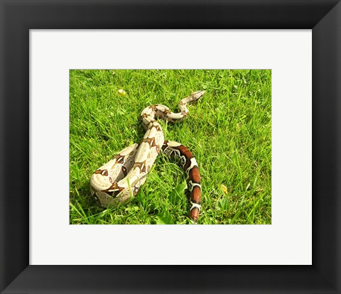 Framed Red Tail Boa Constrictor Print