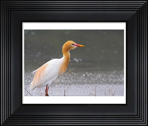 Framed Red-Flush Cattle Egret Print