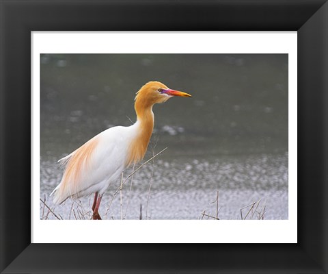 Framed Red-Flush Cattle Egret Print