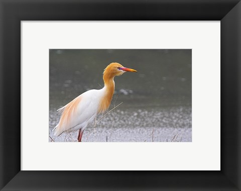 Framed Red-Flush Cattle Egret Print