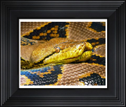 Framed Reticulated Python Print