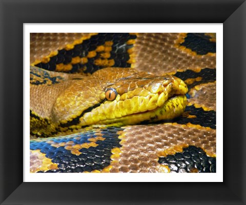 Framed Reticulated Python Print