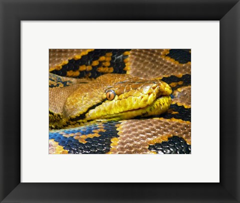 Framed Reticulated Python Print