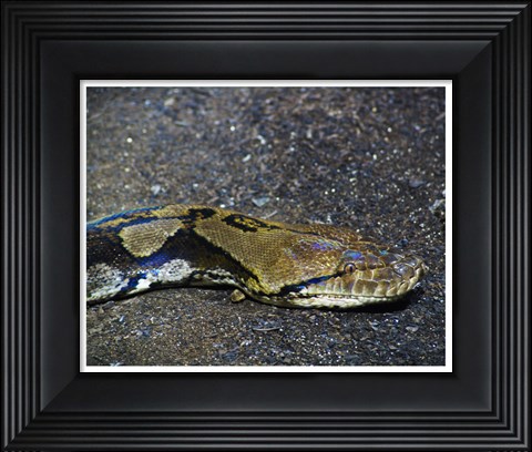 Framed Reticulated Python Head Print