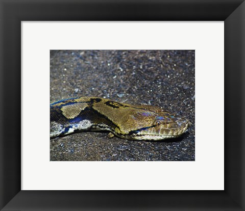 Framed Reticulated Python Head Print