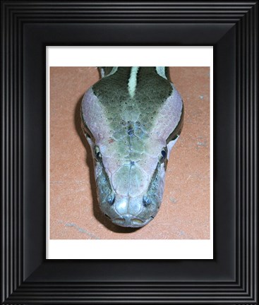 Framed Rock Python Head Print