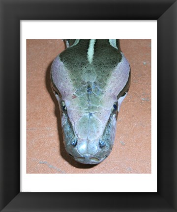 Framed Rock Python Head Print