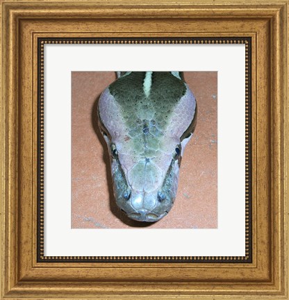 Framed Rock Python Head Print
