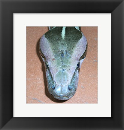 Framed Rock Python Head Print