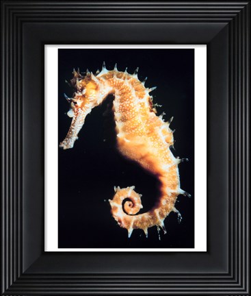 Framed Seahorse In Color Print