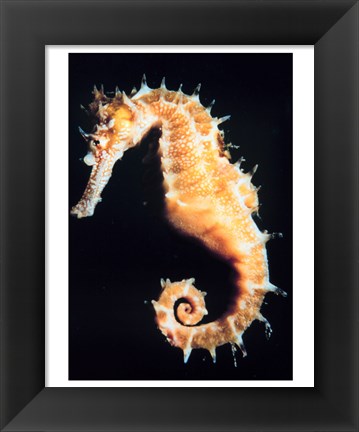 Framed Seahorse In Color Print
