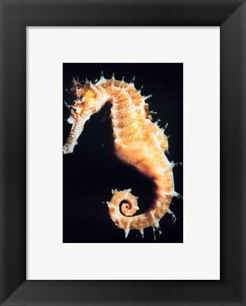 Framed Seahorse In Color Print