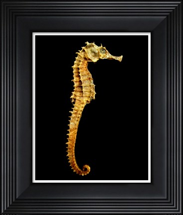 Framed Seahorse Skeleton Macro Print