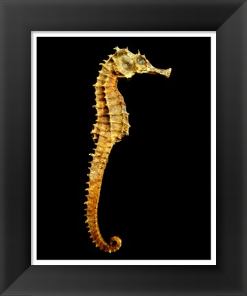 Framed Seahorse Skeleton Macro Print