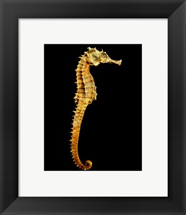 Framed Seahorse Skeleton Macro Print