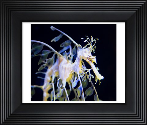 Framed Seahorse Photograph Print
