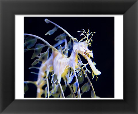 Framed Seahorse Photograph Print