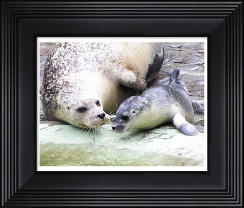 Framed Seals at Antwerp Zoo Print