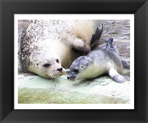 Framed Seals at Antwerp Zoo Print