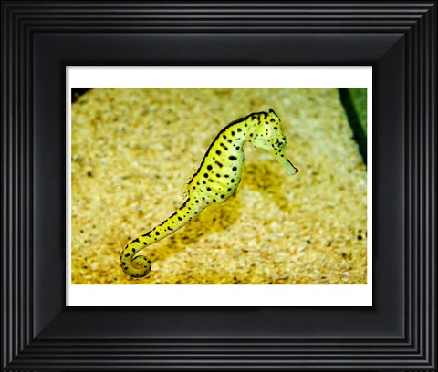 Framed Sea Horse Print