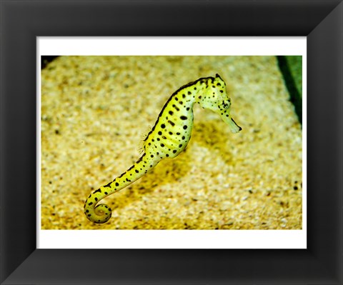Framed Sea Horse Print