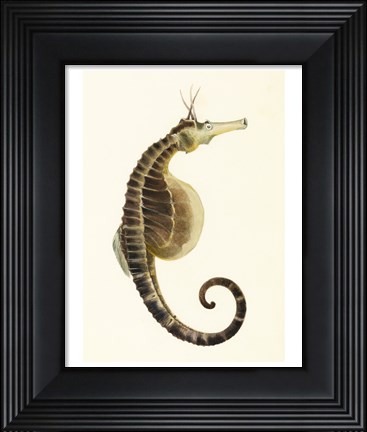 Framed Sketchbook of Fishes, Pot Bellied Seahorse Print