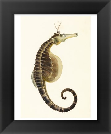 Framed Sketchbook of Fishes, Pot Bellied Seahorse Print