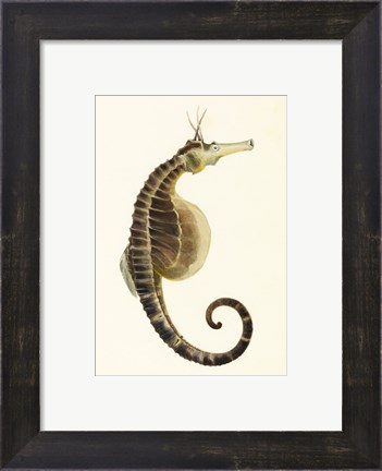 Framed Sketchbook of Fishes, Pot Bellied Seahorse Print