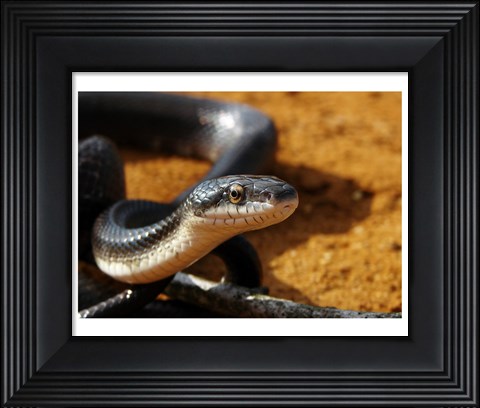 Framed Sunlit Snake Print
