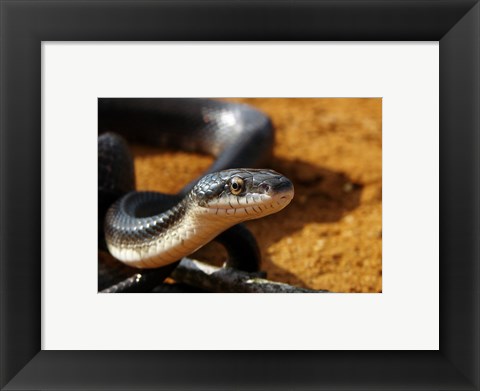 Framed Sunlit Snake Print