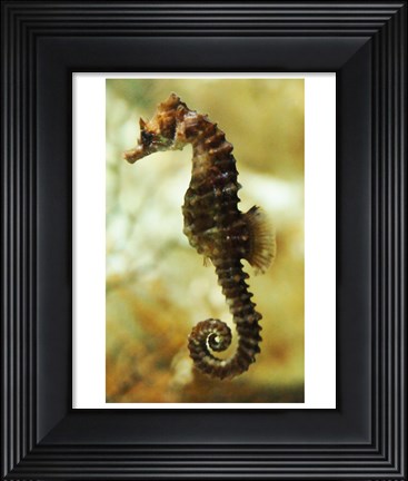 Framed Tan Seahorse Print