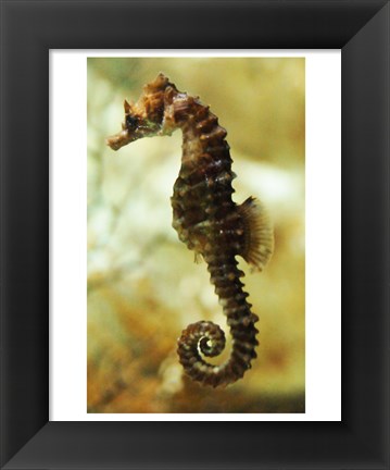 Framed Tan Seahorse Print