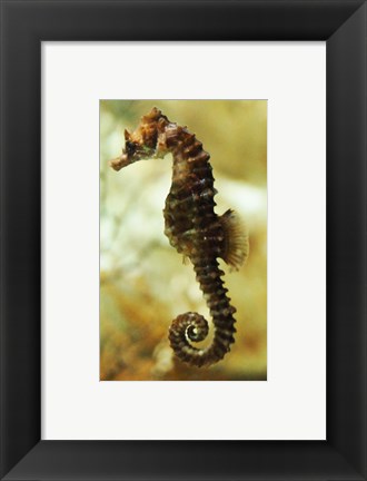 Framed Tan Seahorse Print