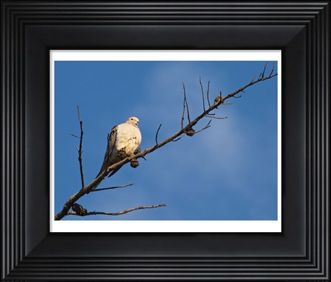 Framed Dove Above Print