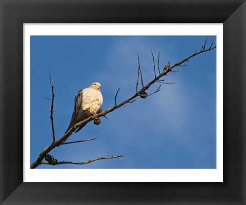 Framed Dove Above Print