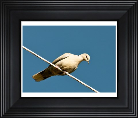 Framed Early Evening Eurasian Collared Dove Print